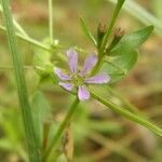 Lythrum flagellare Flor