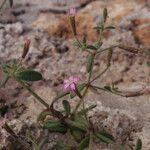 Silene pinetorum Habit