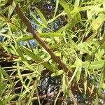Searsia lancea Blatt