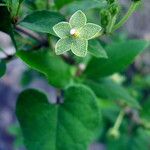 Matelea reticulata Cvet