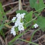 Stevia ovata Fleur