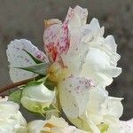 Rosa chinensis Flor