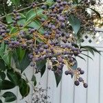 Ligustrum japonicum 果實