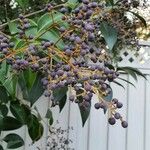 Ligustrum japonicum Frucht