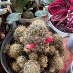 Mammillaria prolifera Folla