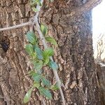 Manilkara mochisia Bark