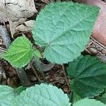 Sida cordata Frunză