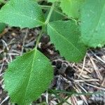 Ononis rotundifolia Folha