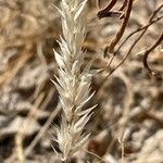 Enneapogon desvauxii Floro