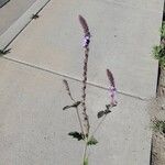 Verbena lasiostachys Flower