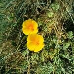 Eschscholzia californicaFlor