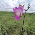 Eulophia cucullata Hábito
