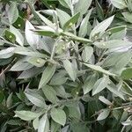 Ruscus aculeatus Levél