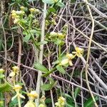 Euphorbia orthoclada Flor
