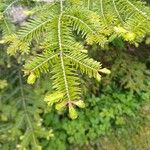 Abies balsamea 叶