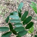 Platypodium elegans Leaf