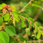 Phyllanthus niruri 形態
