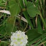 Passiflora ciliata Habit