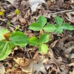 Trillium sessile 形态