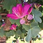 Bauhinia purpurea Цвят