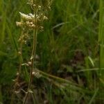 Saxifraga bulbifera موطن