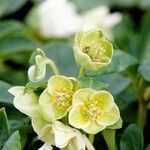 Helleborus nigerFlor