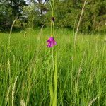 Gladiolus palustris Flor