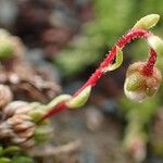 Saxifraga bryoides Fruitua