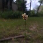 Plantago argenteaFlower