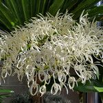 Dendrobium speciosum Blüte