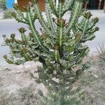 Euphorbia lactea Листок