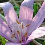 Colchicum bulbocodium 花