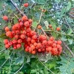 Sorbus aucuparia果実