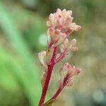 Tapeinosperma amplexicaule Blüte