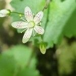 Saxifraga rotundifolia Bloem