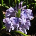 Pontederia crassipes Цвят