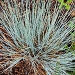 Festuca glauca Blad