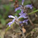 Orobanche ramosa ফুল