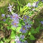 Symphyotrichum oolentangienseFlower