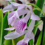 Guarianthe skinneri Flower