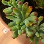 Sedum pachyphyllum葉