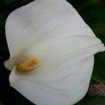 Zantedeschia aethiopicaअन्य