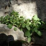 Theligonum cynocrambe Yeri