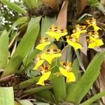 Oncidium altissimum Цветок