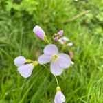 Cardamine pratensisFlower