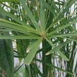 Cyperus albostriatus Leht
