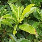 Pittosporum senacia Leht