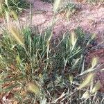 Hordeum marinum Blad