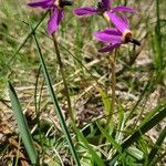 Primula pauciflora Kvet