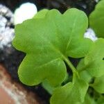 Cardamine bonariensis Leaf